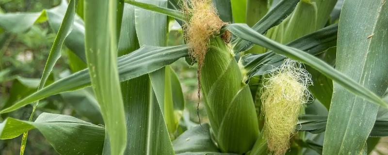 金凤九号玉米品种的特性，秋植全生育期73~75天