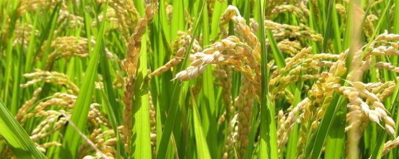 湘早籼42号水稻品种的特性，每亩大田用种量5公斤