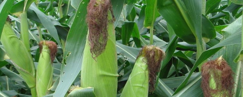 京甜紫花糯玉米种子特点，春植全生育期80~84天