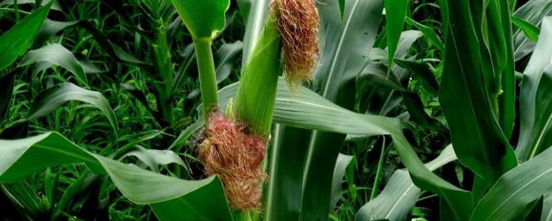 粤甜11号玉米品种简介，中抗小斑病