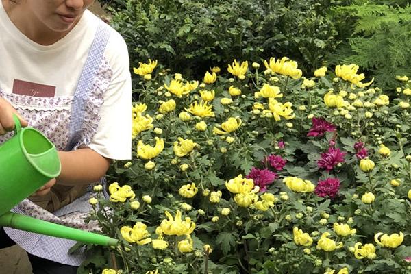 菊花长得太高了怎么处理，需要适当修剪