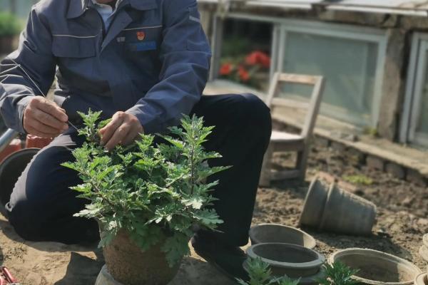 菊花长得太高了怎么处理，需要适当修剪