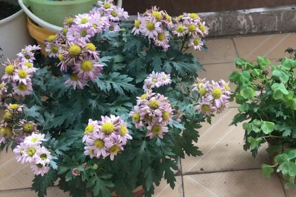 菊花长得太高了怎么处理，需要适当修剪