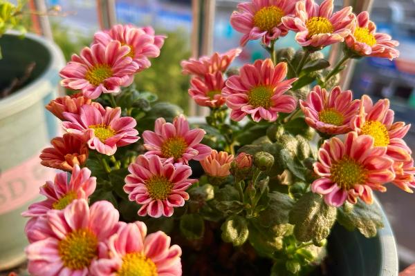 菊花长得太高了怎么处理，需要适当修剪