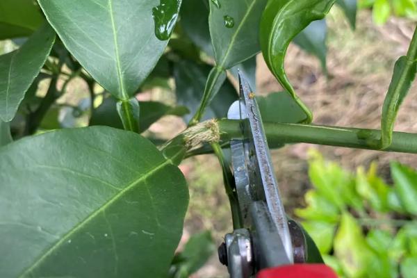 柑橘壮果肥怎么施，7-9月份及时施壮果肥为佳