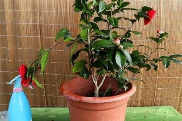 对花卉使用食醋的作用,能起到促进生长、增强抗病性等效果