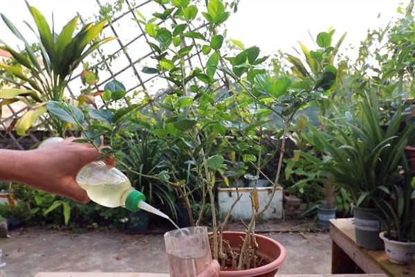 对花卉使用食醋的作用,能起到促进生长、增强抗病性等效果