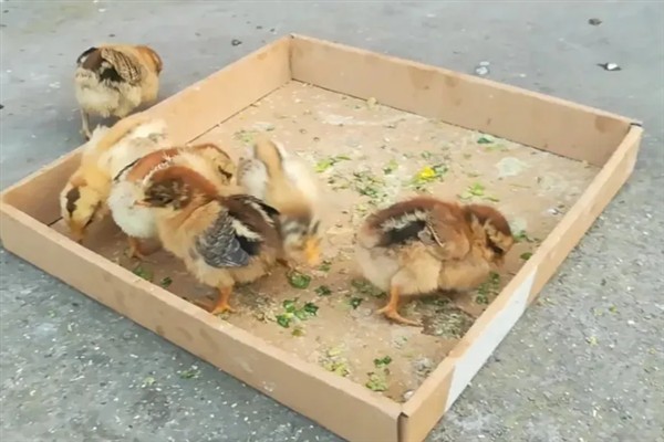 让小鸡回窝的方法，可用食物一边引诱一边驱赶