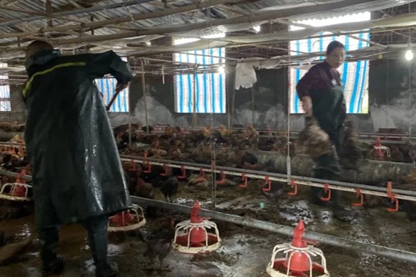 让小鸡回窝的方法，可用食物一边引诱一边驱赶