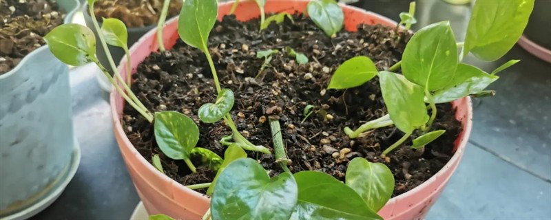 哪些植物能够扦插，常见虎尾兰、绿萝等品种