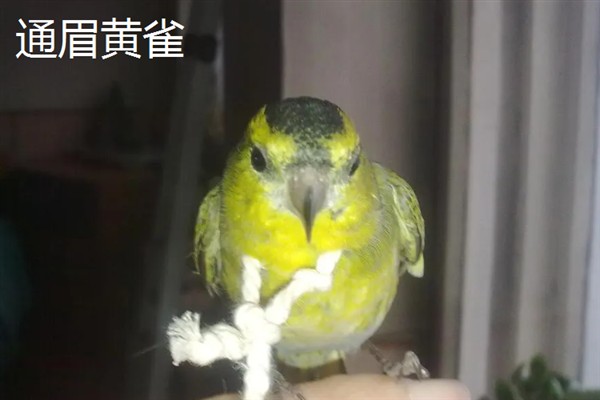 通眉黄雀和黄雀的区别，主要区别在于尾巴不同
