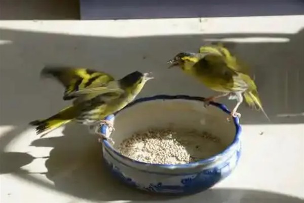 通眉黄雀和黄雀的区别，主要区别在于尾巴不同