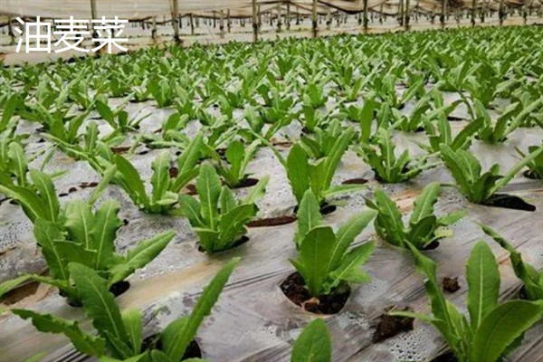 早春适合种植哪些蔬菜，推荐种植生菜、油麦菜等