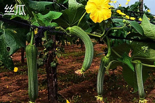 早春适合种植哪些蔬菜，推荐种植生菜、油麦菜等