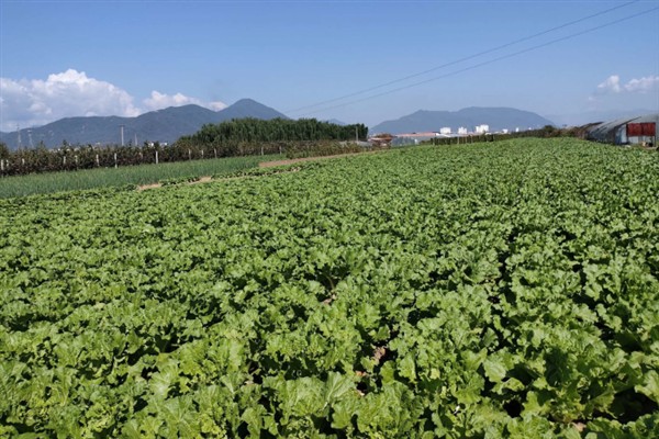 早春适合种植哪些蔬菜，推荐种植生菜、油麦菜等