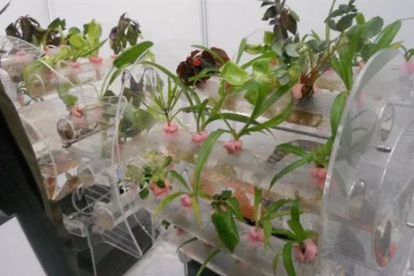 无土栽培在农业中有什么应用，常见蔬菜栽培、花卉栽培等形式