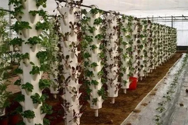 无土栽培在农业中有什么应用，常见蔬菜栽培、花卉栽培等形式