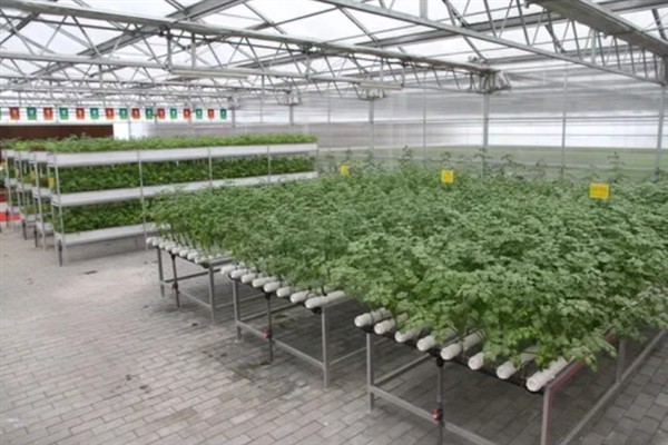 无土栽培在农业中有什么应用，常见蔬菜栽培、花卉栽培等形式