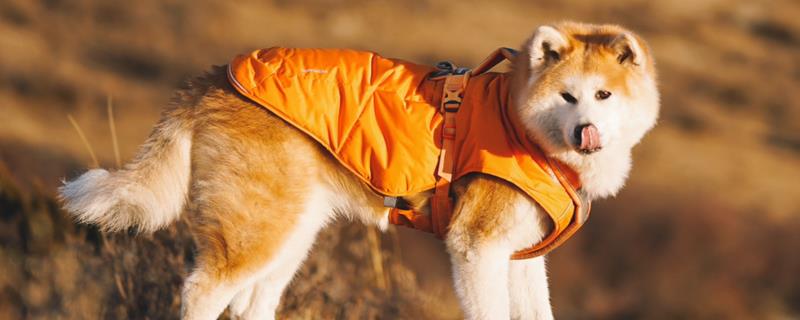 如何饲养秋田犬，饲喂米饭是适宜选择