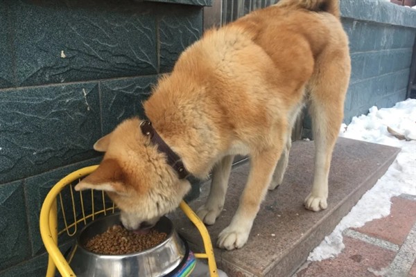 如何饲养秋田犬，饲喂米饭是适宜选择