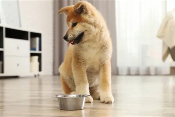 如何饲养秋田犬，饲喂米饭是适宜选择