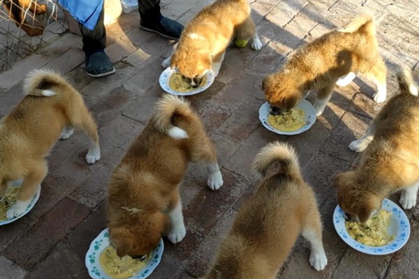 如何饲养秋田犬，饲喂米饭是适宜选择