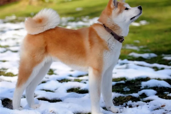如何饲养秋田犬，饲喂米饭是适宜选择