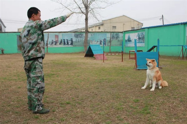 如何饲养秋田犬，饲喂米饭是适宜选择