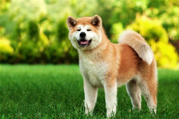 如何饲养秋田犬，饲喂米饭是适宜选择
