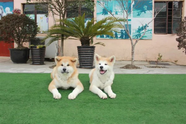 如何饲养秋田犬，饲喂米饭是适宜选择
