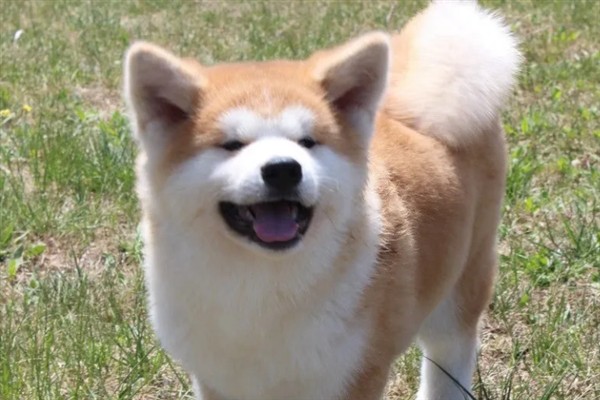 如何饲养秋田犬，饲喂米饭是适宜选择