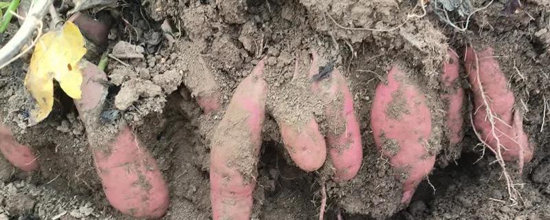 豫薯10号的亩产量，当年的亩产量近10000kg