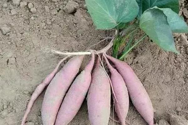 豫薯10号的亩产量，当年的亩产量近10000kg