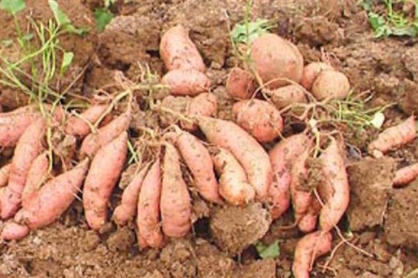 豫薯10号的亩产量，当年的亩产量近10000kg