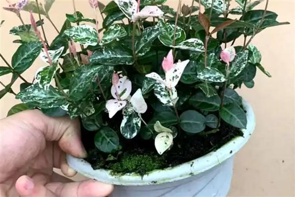 花叶络石有什么作用，具有很高的观赏价值