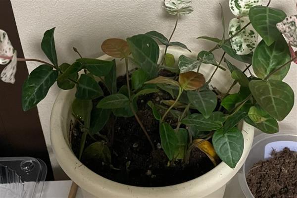 花叶络石有什么作用，具有很高的观赏价值