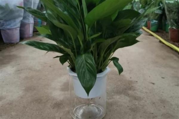 一帆风顺如何水培养殖，容器需要选择透明的