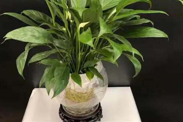 一帆风顺如何水培养殖，容器需要选择透明的