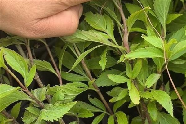 泽兰的栽培方法，苗期需松土除草2-3次
