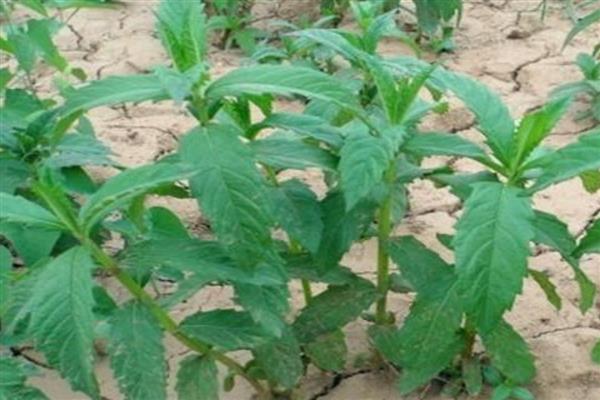 泽兰的栽培方法，苗期需松土除草2-3次