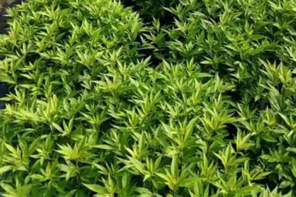 泽兰的栽培方法，苗期需松土除草2-3次