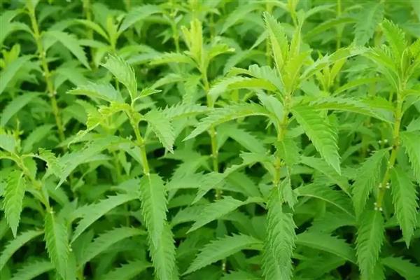 泽兰的栽培方法，苗期需松土除草2-3次