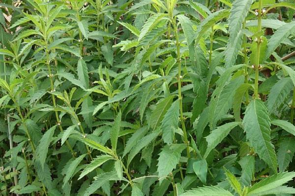 泽兰的栽培方法，苗期需松土除草2-3次