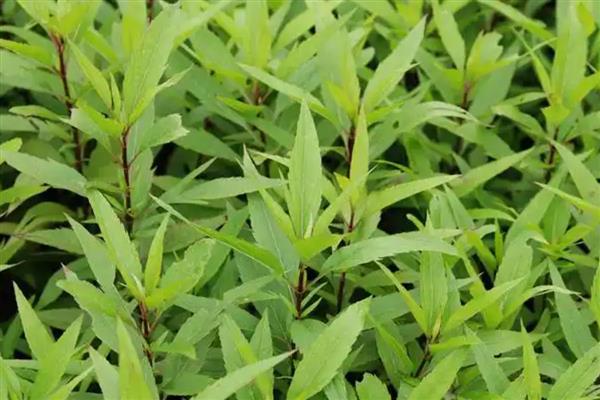 泽兰的栽培方法，苗期需松土除草2-3次