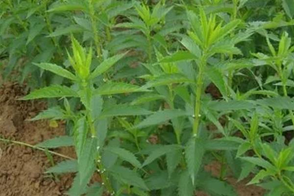 泽兰的栽培方法，苗期需松土除草2-3次