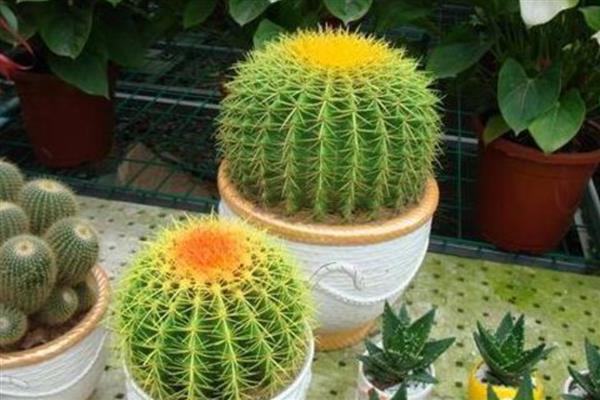 仙人球冬天怕冻吗，仙人球冬天怕冷