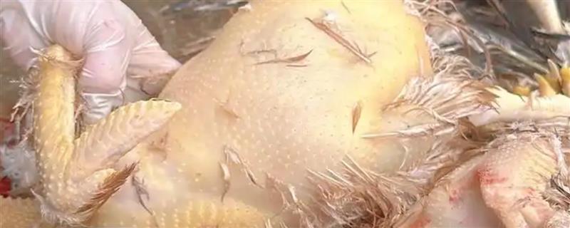 如何清理鸡皮上的黄皮，用热水烫过后便可搓除