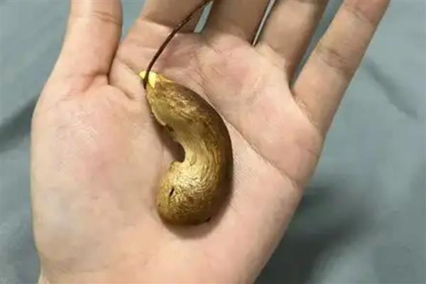 芒果怎么催芽，先后用温水和清水浸种并做好换水工作
