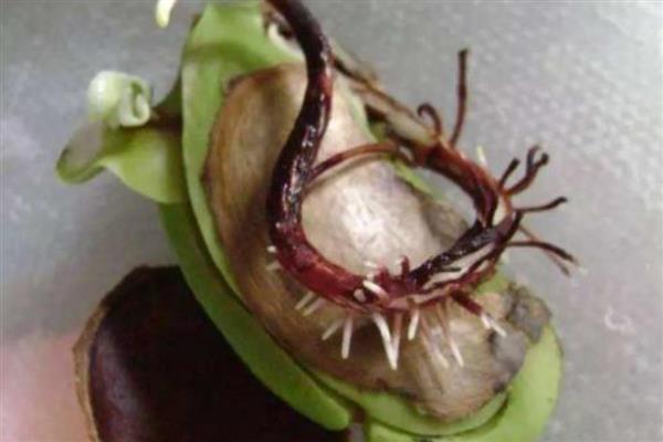 芒果怎么催芽，先后用温水和清水浸种并做好换水工作