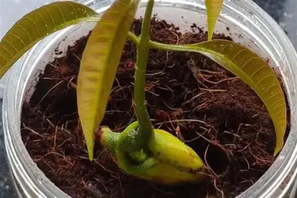 芒果怎么催芽，先后用温水和清水浸种并做好换水工作